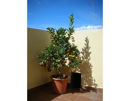 Alberi in terrazzo