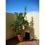 Alberi in terrazzo