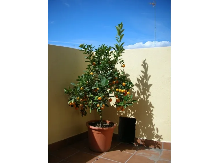 Alberi in terrazzo