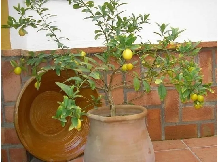 Pianta di limone