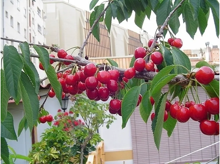Ciliegie fruttificate sul terrazzo