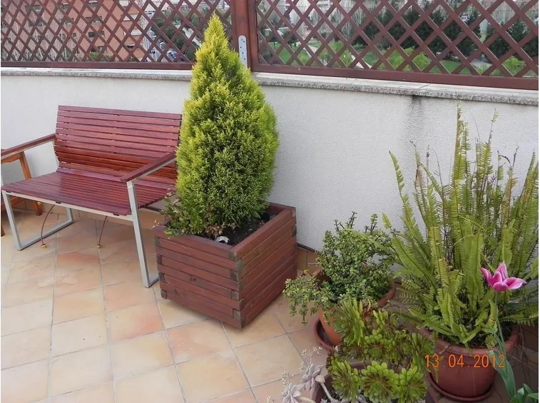 Cipresso nano sul terrazzo