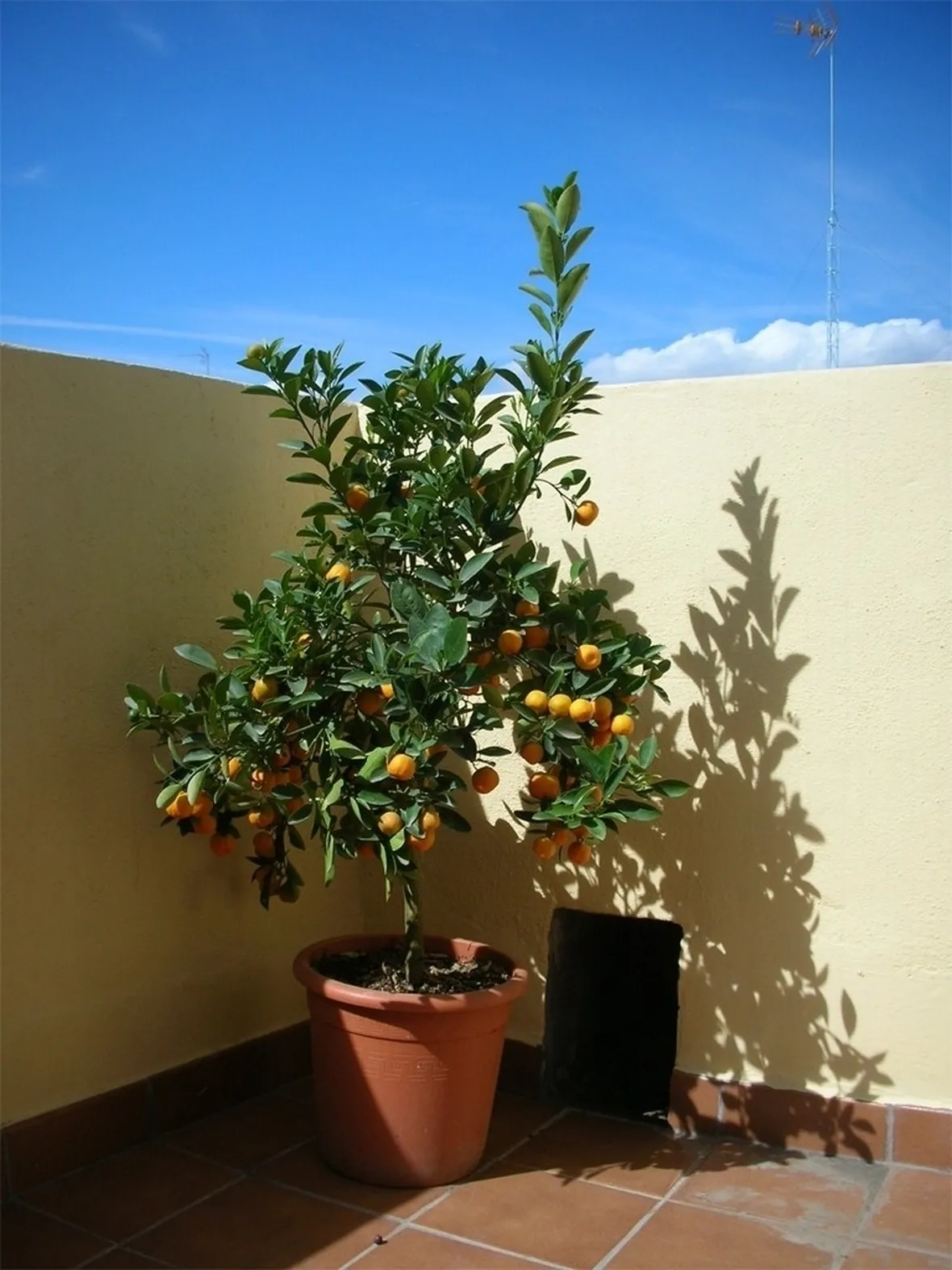 Alberi in terrazzo