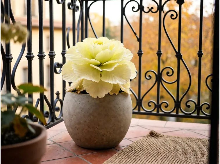 Dove sistemarli sul balcone: luce piena, freddo e riparo dal vento
