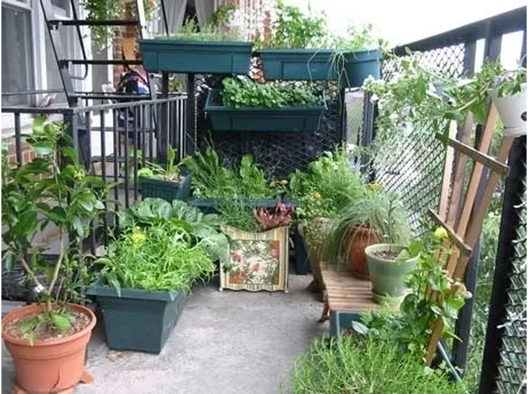 Balcone con piante