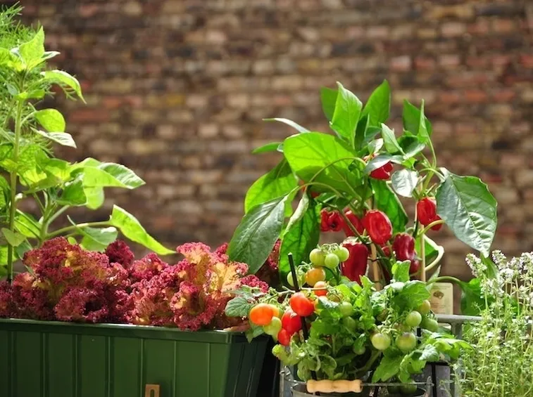 Fiori e ortaggi sul balcone