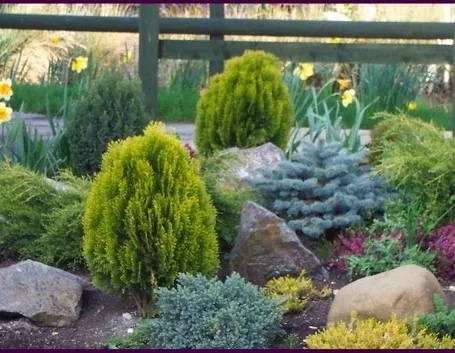 Giardino di conifere nane
