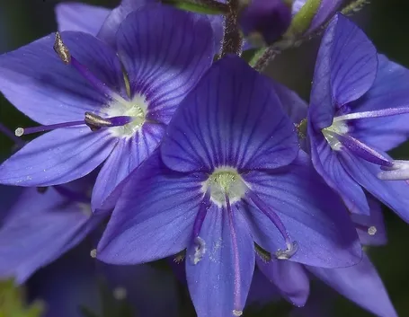 Fiori della pianta di Veronica