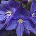 Fiori della pianta di Veronica