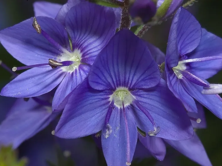 Fiori della pianta di Veronica