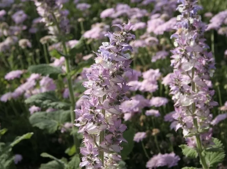 I fiori balcone di Salvia sclarea