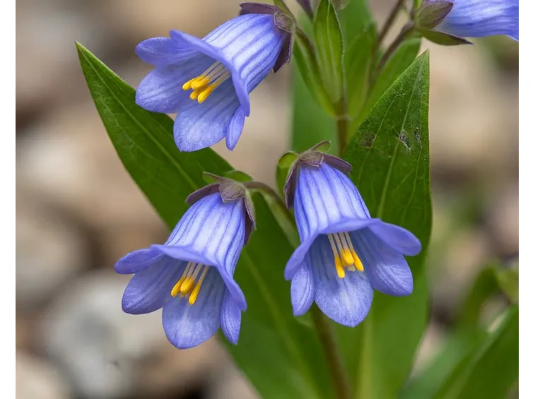 Fiori della pianta di Polemonium