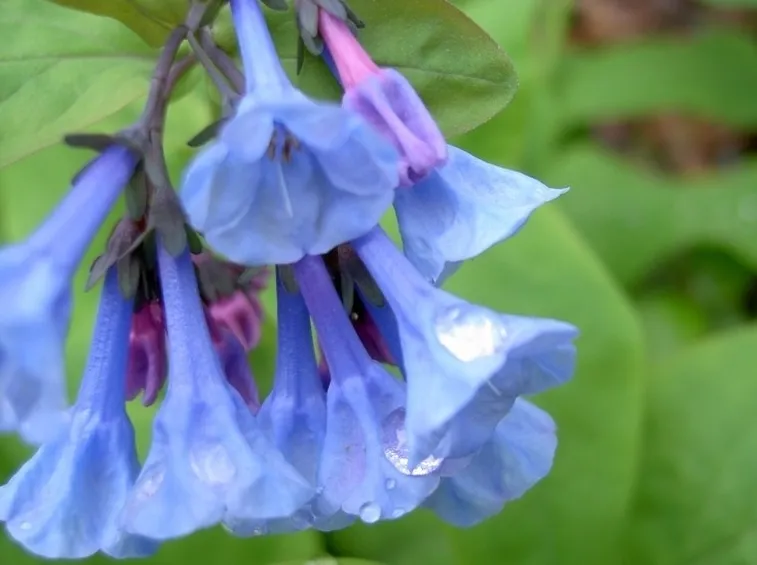 Fiori a mazzetto di Mertensia