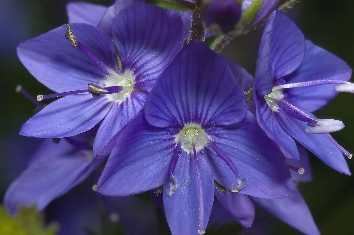 Fiori della pianta di Veronica