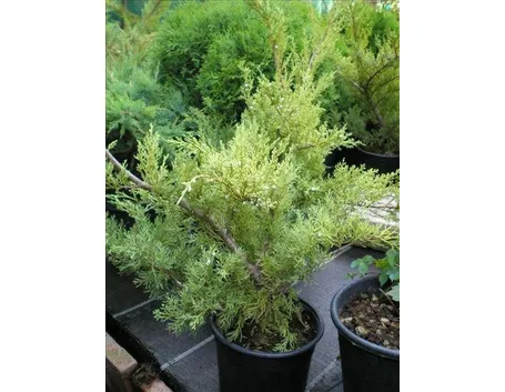 Juniperus chinensis