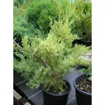 Juniperus chinensis