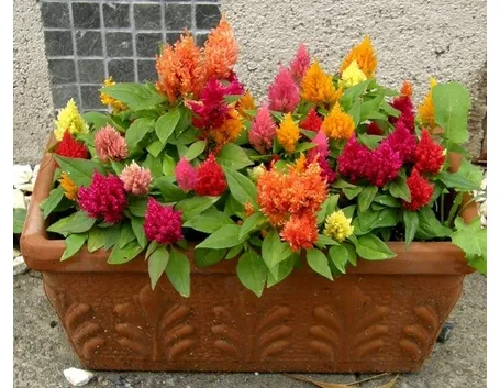 Fiori da vaso della specie Celosia