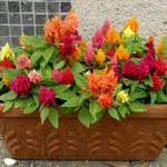 Fiori da vaso della specie Celosia