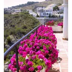 Bougainville