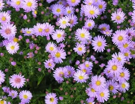 Infiorescenze delle piante di Aster
