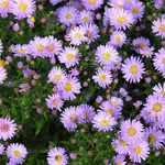 Infiorescenze delle piante di Aster