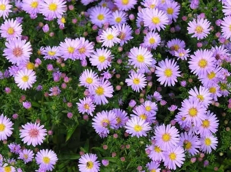 Infiorescenze delle piante di Aster