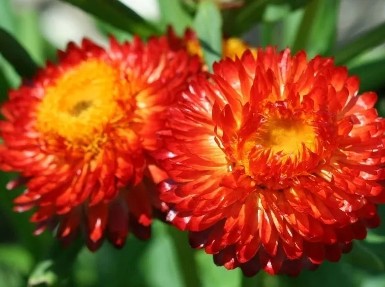 Fiori della pianta di Helichrysum