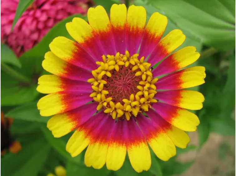 Fiore della pianta di Zinnia