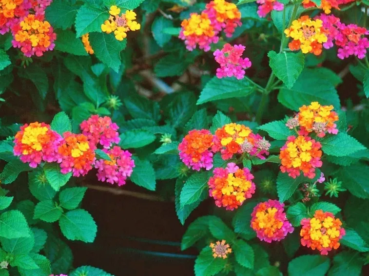 Infiorescenze colorate di Lantana