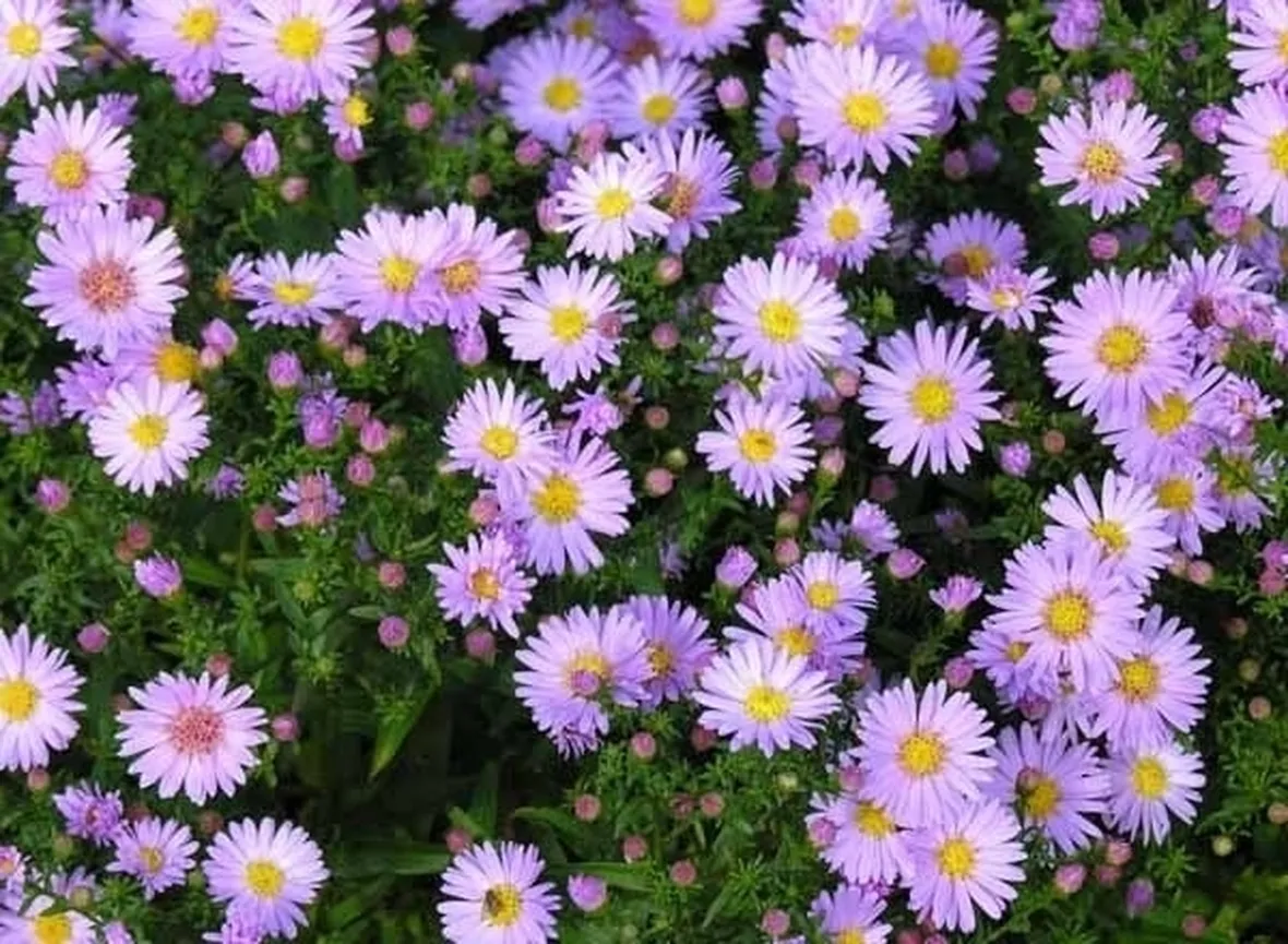 Infiorescenze delle piante di Aster