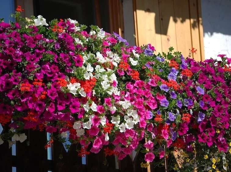 Balcone fiorito