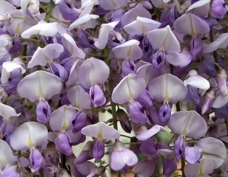 I bellissimi fiori di glicine