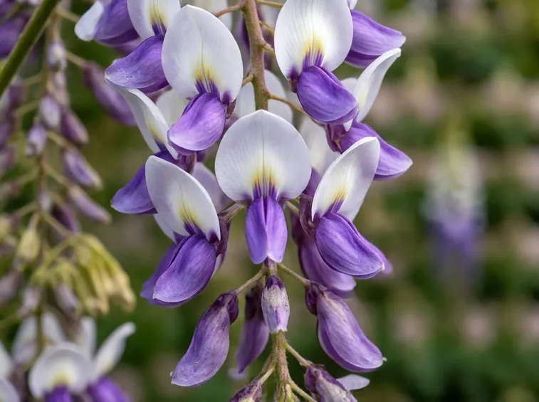 I bellissimi fiori di glicine