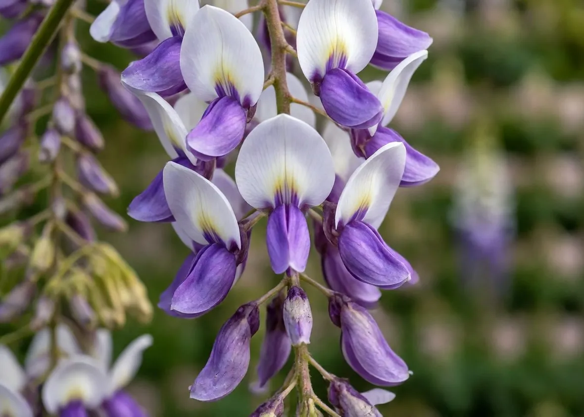 I bellissimi fiori di glicine