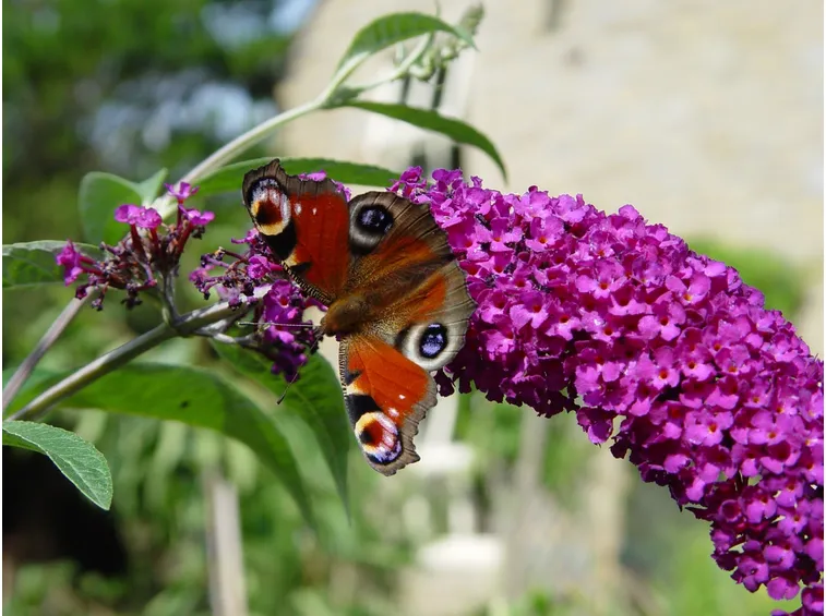 Fiore di Buddleja con Vanessa io
