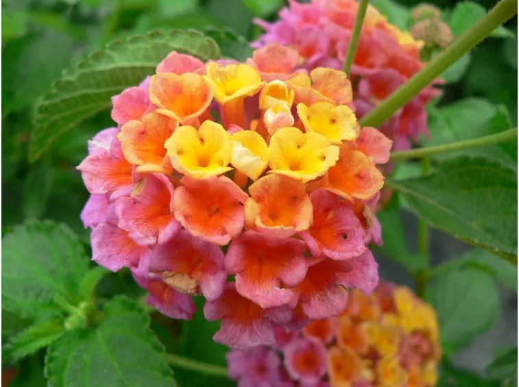 Lantana