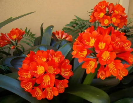 Fiori della pianta di Clivia miniata