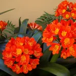 Fiori della pianta di Clivia miniata