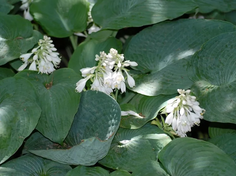 Pianta di Hosta sieboldiana