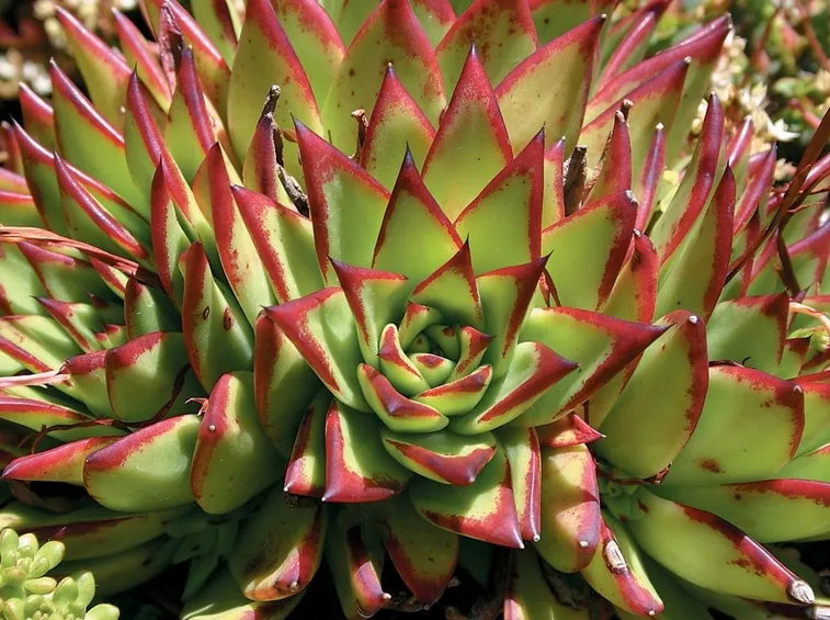 Pianta di Echeveria agavoides