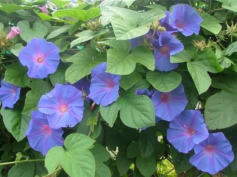 Fiori di Ipomea indica