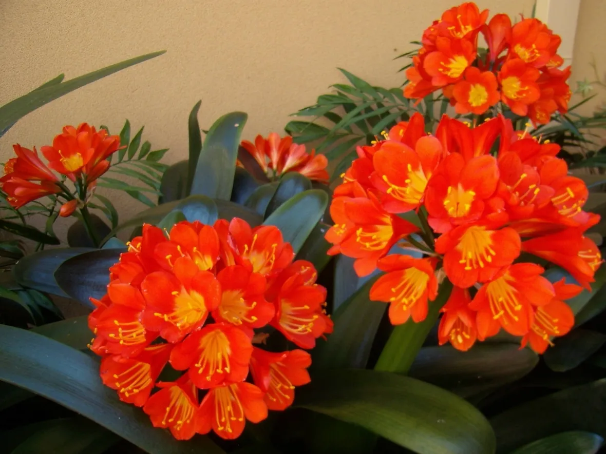Fiori della pianta di Clivia miniata