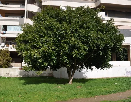 Un albero di ficus benjamin