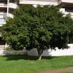 Un albero di ficus benjamin