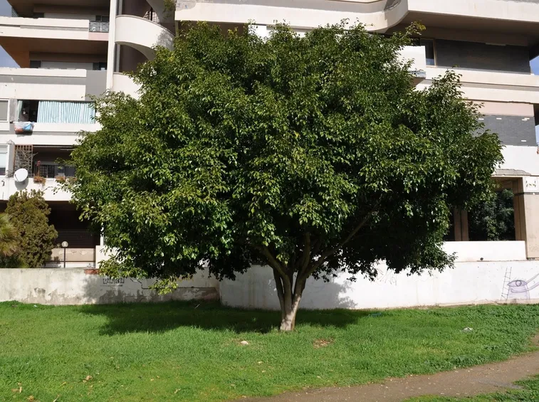 Un albero di ficus benjamin