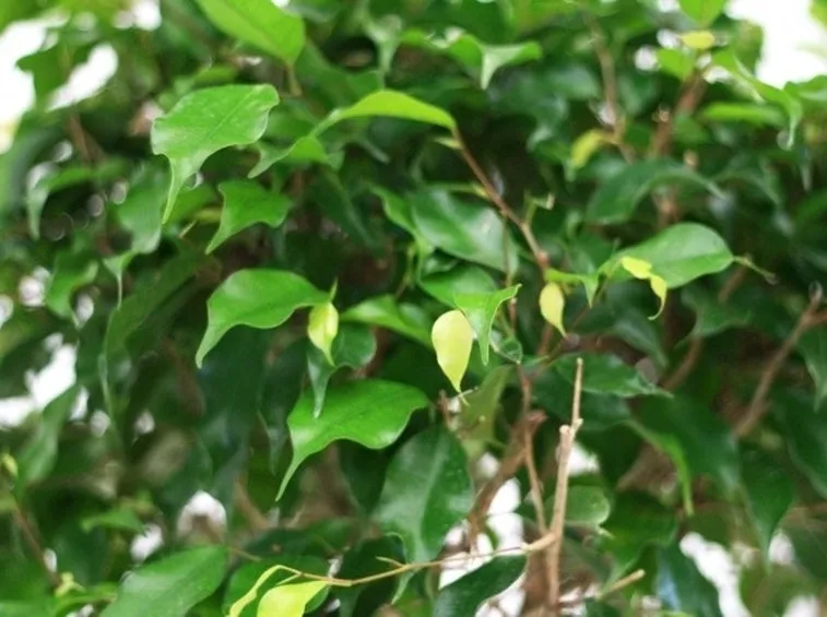 Il fogliame del ficus benjamin