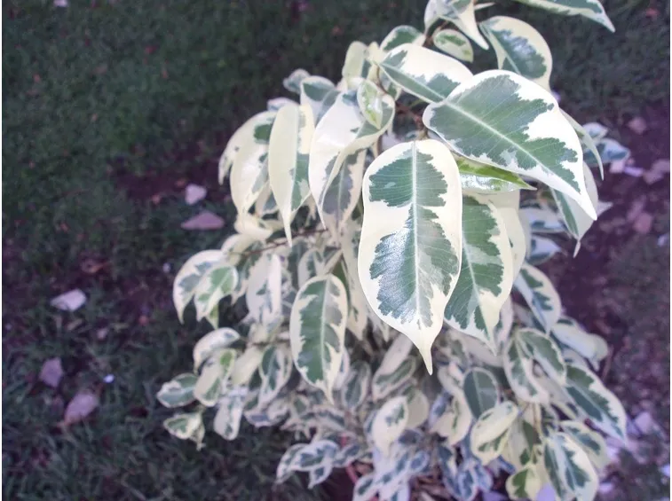 Il particolarissimo fogliame del ficus benjamin starlight