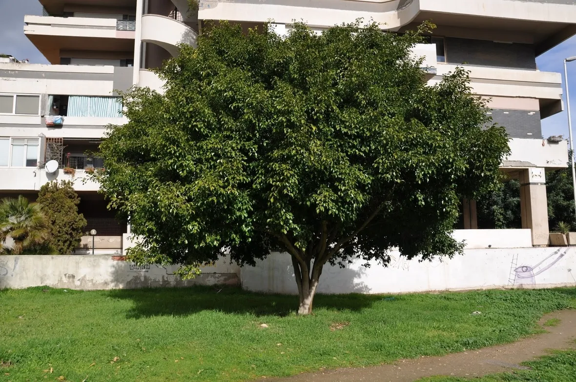 Un albero di ficus benjamin