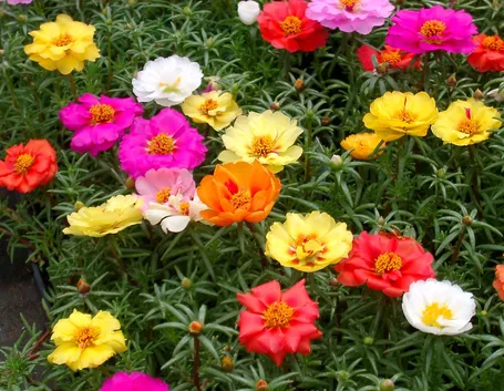 Fiori colorati di Portulaca