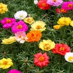 Fiori colorati di Portulaca